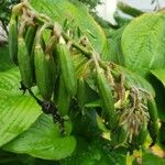 Hosta plantaginea Fruit