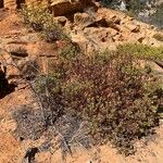 Arctostaphylos patula Blad