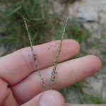 Axonopus fissifolius Цвят