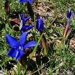 Gentiana sierrae Flower