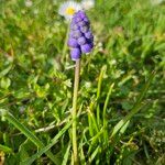 Muscari botryoidesFlower