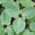 Trillium sessile Alkat (teljes növény)