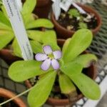 Pinguicula agnata Кветка