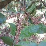 Talisia guianensis Flor