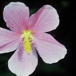 Kosteletzkya pentacarpos Flor