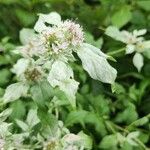 Pycnanthemum incanum Flower