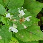 Circaea alpina Flower