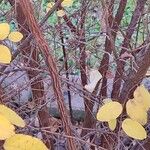 Spiraea prunifolia Bark