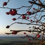 Rosa canina Plod