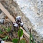 Arabis caerulea Bloem