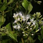 Chromolaena odorata Blatt