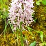 Orchis italica ফুল
