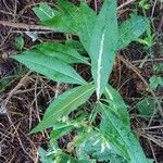 Senecio ovatus برگ