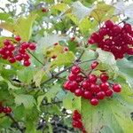 Viburnum opulus Fruit