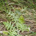 Galactites duriaei Libunga