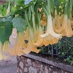 Brugmansia versicolor Blomst