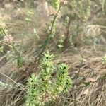 Sideritis montana Leaf