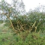 Commiphora baluensis Habitus