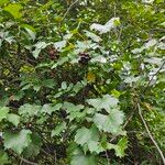 Vitis rotundifolia Habitus