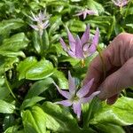 Erythronium revolutum 花