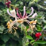 Lonicera periclymenumFlower