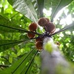 Clavija costaricana Fruit