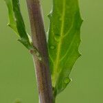 Mummenhoffia alliacea Blad