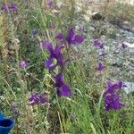 Delphinium pubescens Other