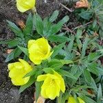 Oenothera macrocarpa Flor