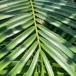 Encephalartos villosus Folha