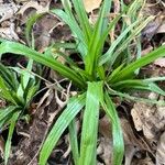 Carex plantaginea Leaf