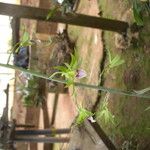 Eulophia euglossa Flower