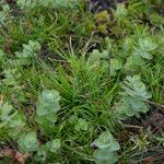 Isolepis fluitans Other