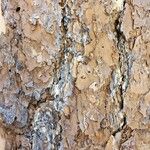 Pinus echinata Corteza