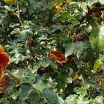 Fremontodendron mexicanum Συνήθη χαρακτηριστικά