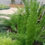 Asparagus densiflorus ഇല