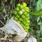 Arum italicum Ovoce