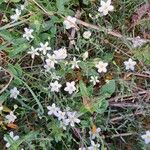 Arenaria montana Habit