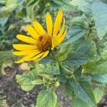 Heliopsis helianthoides Fiore