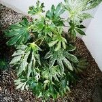 Fatsia japonica葉