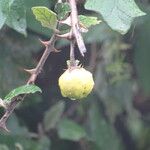 Solanum linnaeanum Ovoce