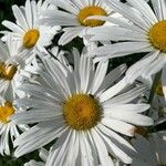 Leucanthemum maximumFlower