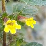 Lindenbergia indica Flower