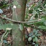Funtumia africana Ŝelo