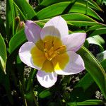 Tulipa saxatilis Flor