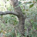 Quercus rotundifolia Bark