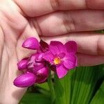 Spathoglottis plicata Floare