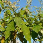 Buddleja cordata पत्ता