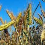 Triticum turgidum Fruto
