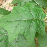 Solanum stramoniifolium Lehti